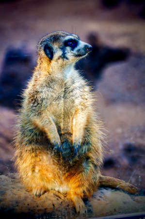 Meerkat standing on its hind legs and looking at the cameraの写真素材