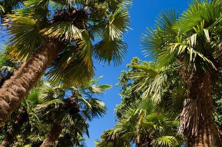 Palm trees of a pathway shot diagonally under bright blue skyの写真素材