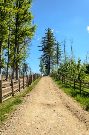 Mountain trail in the summer with surrounding treesの写真素材