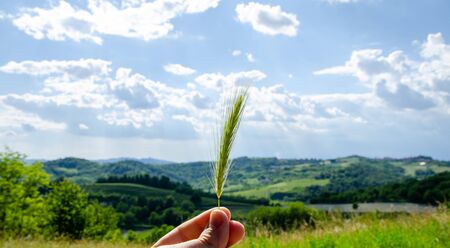 Sheaf of wheat with hills in the background in handの写真素材