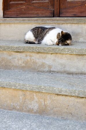 Tabby cat sleeping on a stair in front of a house doorの写真素材