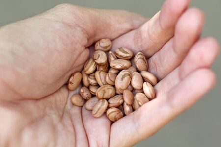 Man's hand holding some bean seeds