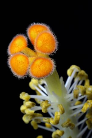 Macro detail of hibiscus flower pollenの写真素材