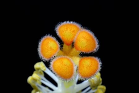 Macro detail of hibiscus flower pollenの写真素材
