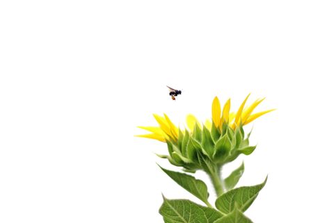 Black bee flying around the sunflowerの写真素材
