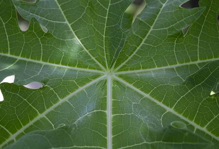 Background of green papaya leaf