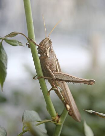 Brown grasshopper on branch of rose bush