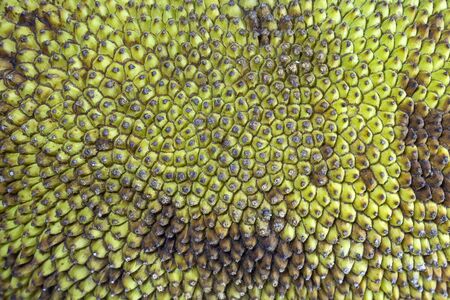 Textures of jackfruit backgroundの写真素材