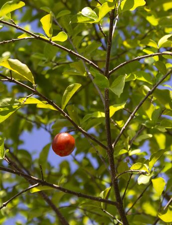 Organic fresh Acerola. Fruit with high content of vitamin Cの写真素材