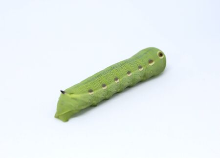Beautiful caterpillar isolated on white backgroundの写真素材