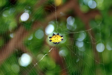 Rare thorny garden spider in its web.の写真素材