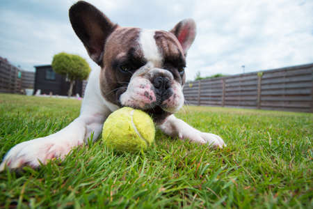 My Photogenic French Bulldogの写真素材