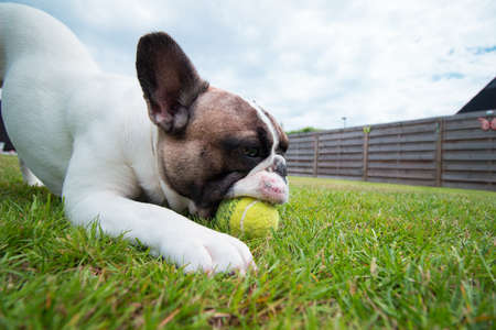My Photogenic French Bulldogの写真素材