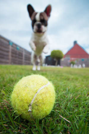 My Photogenic French Bulldogの写真素材