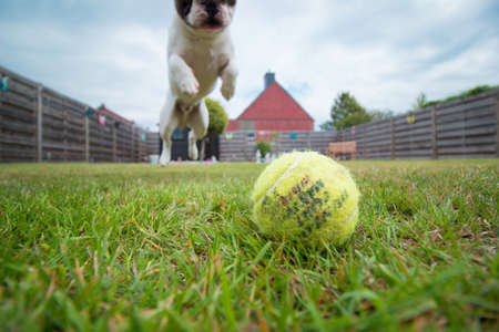 My Photogenic French Bulldogの写真素材