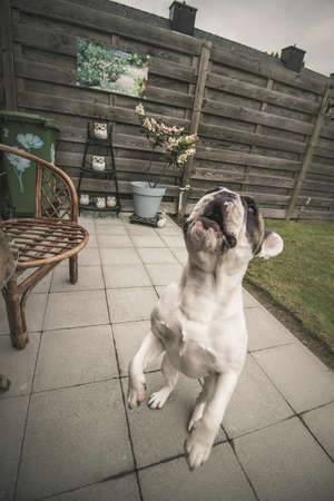 My Photogenic French Bulldogの写真素材