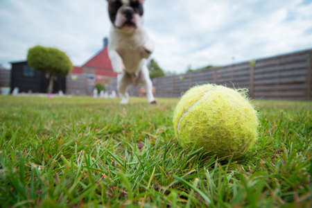 My Photogenic French Bulldogの写真素材