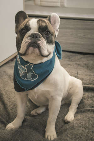 My Photogenic French Bulldogの写真素材