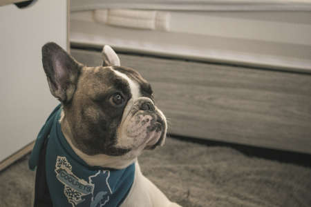 My Photogenic French Bulldogの写真素材