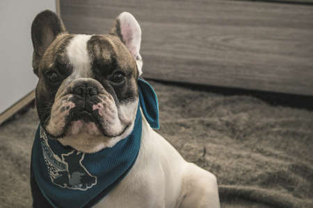 My Photogenic French Bulldogの写真素材
