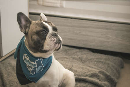 My Photogenic French Bulldogの写真素材