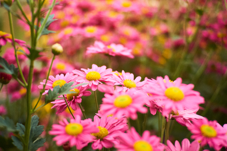 Pink Flowerの写真素材
