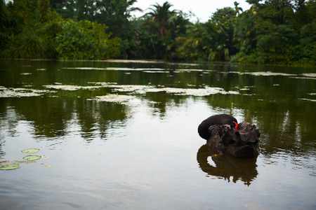 Black swan on a lakeの写真素材