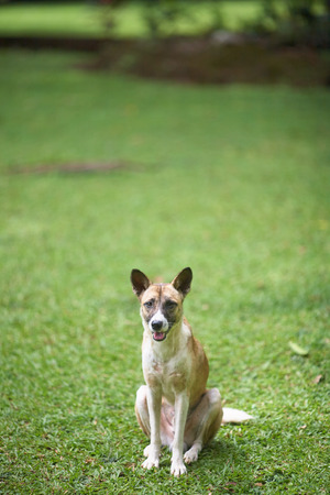 Dog sitting down on the grassfieldの写真素材