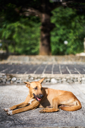 Dog sunbathingの写真素材