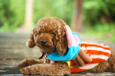 Poodle lying down