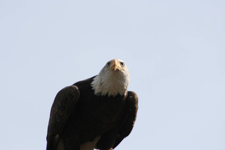 bald eagleの写真素材