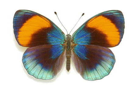 Asterope sapphira (Nymphalidae), female from Brazilの写真素材