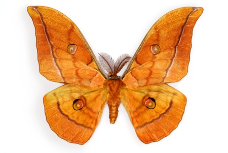 The Japanese Silk Moth Antheraea yamamai, introduced in Europe for silk productionの写真素材