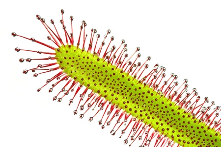 leaf of a sundew (Drosera capensis), a carnivorous plantの写真素材