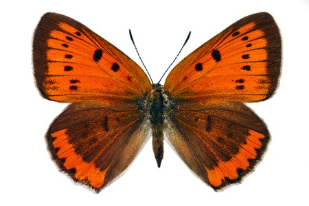 Female of Large Copper (Lycaena dispar), endangered butterfly protected in Europeの写真素材