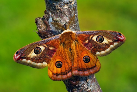 Male of the european silkmoth Saturnia pavoniellaの写真素材
