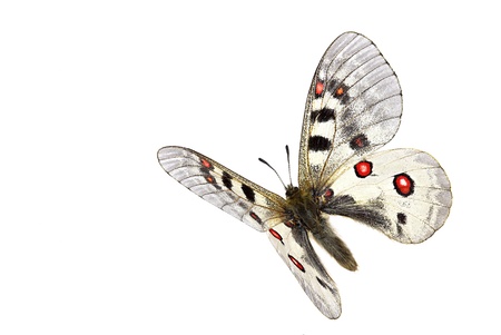 Small Apollo (Parnassius phoebus) in flight isolated on white backgroundの写真素材