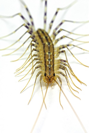 House centipide (Scutigera coleoptrata) isolated on white backgroundの写真素材