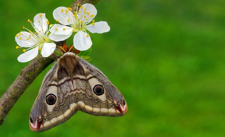 silkmoth Saturnia pavoniella, femaleの写真素材