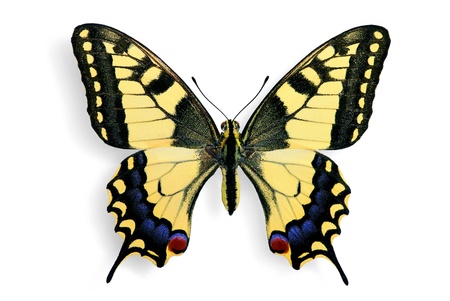 Common swallowtail (Papilio machaon) isolated on white backgroundの写真素材