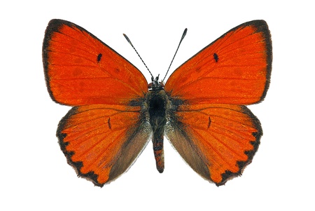 male Large Copper (Lycaena dispar), endangered european butterflyの写真素材