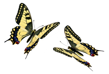 Common swallowtail (Papilio machaon) in flight, isolated on white backgroundの写真素材