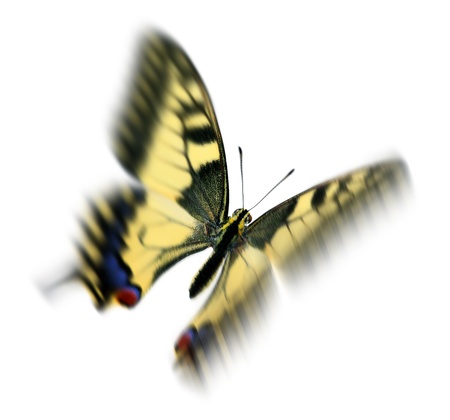 Common swallowtail (Papilio machaon) in flight, with motion blur, isolated on white backgroundの写真素材