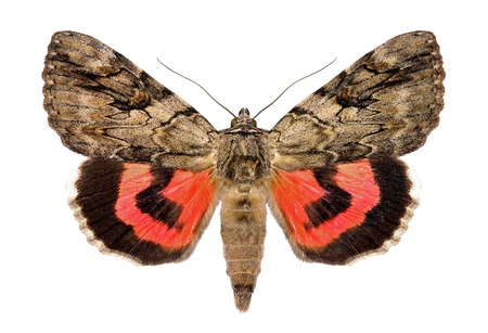 Rosy underwing, Catocala electa, an European Mothの写真素材