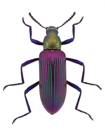 beautiful beetle  Strongylium cupripenne from Madagascar  Tenebrionidae の写真素材