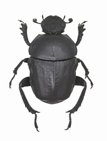 Gymnopleurus sturmi, dung beetle from Europeの写真素材