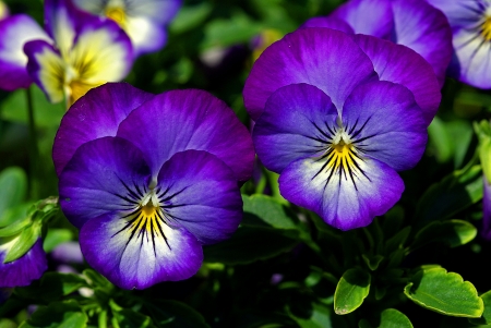 Close up of pansy flowersの写真素材