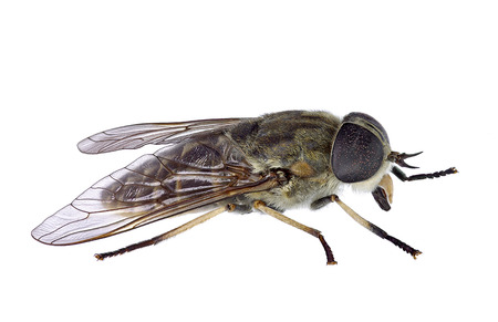 Horsefly isolated on a white backgroundの写真素材