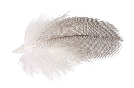 Soft dove feather isolated over white の写真素材