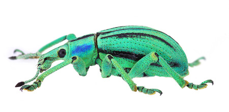 azure exotic weevil  Eupholus cuvieri  isolated on white background